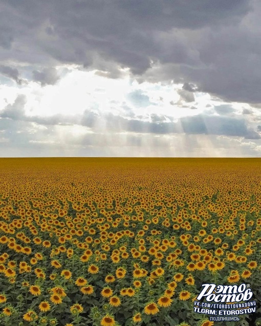 🌻 Доброго утра и хорошего Вам..