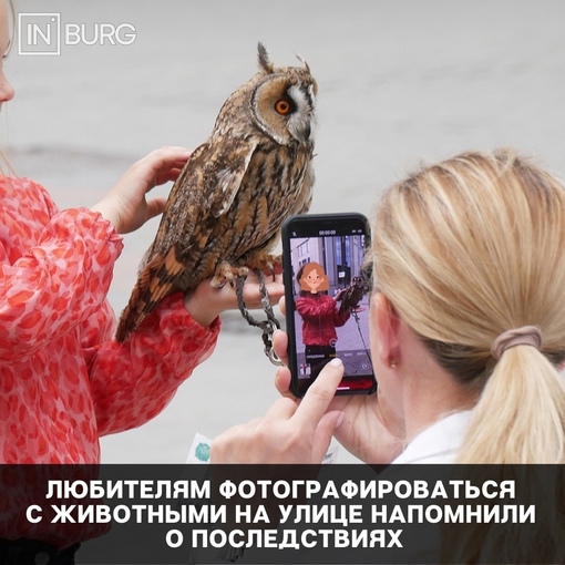 Россиянам напомнили, что не стоит фотографироваться с животными на улице 
Это может стать причиной..