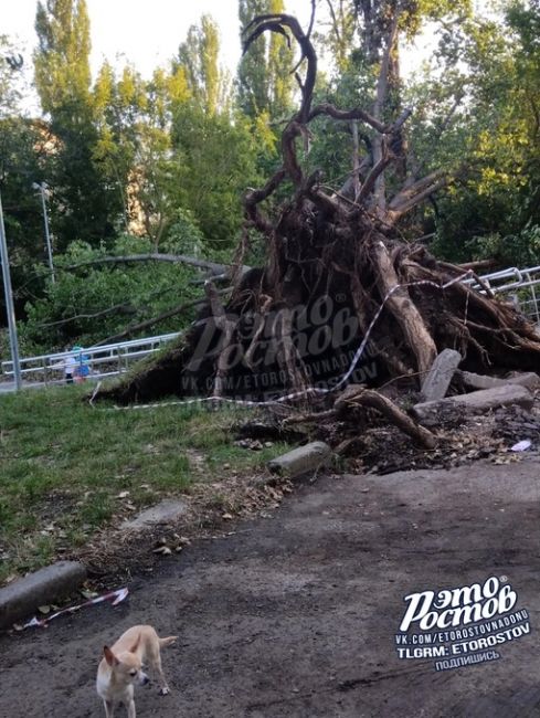 🌳⚠️ Большое дерево упало на территорию 37 школы. К счастью, никто не пострадал, зато погнулись забор и..