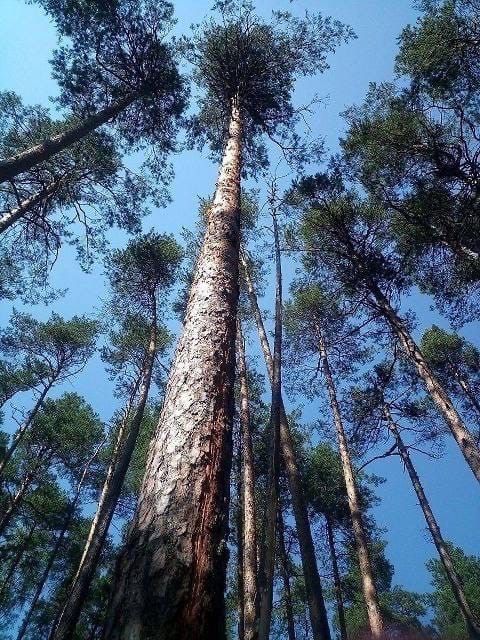 Сотрудники Керженского заповедника заметили сосну в которую ударила молния сразу с двух сторон.  Дерево..