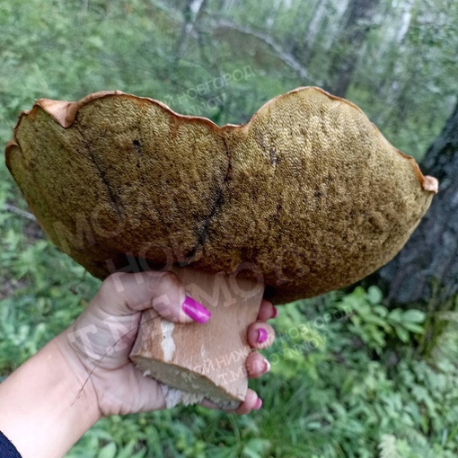 Вот такие грибы-гиганты нижегородцы находят в лесах после дождей 🍄  Одного такого грибочка хватит и с..