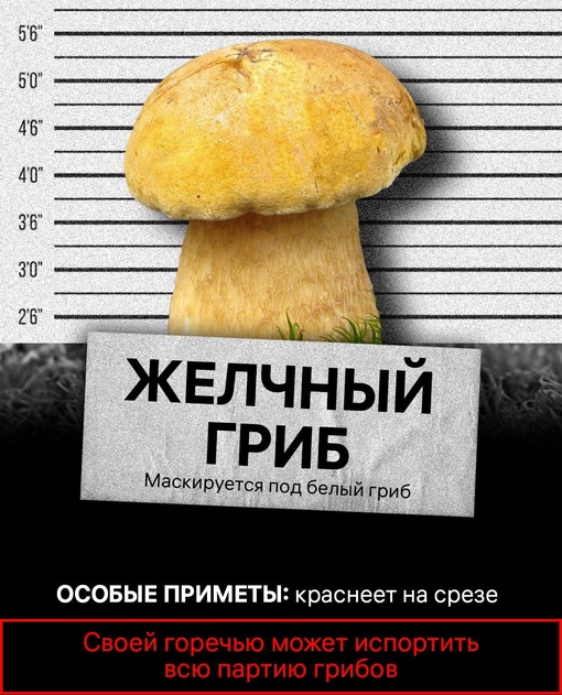 🍄 Скоро пойдет вторая волна грибов. Для врачей это самое «горячее» время – люди часто попадают в больницу с..