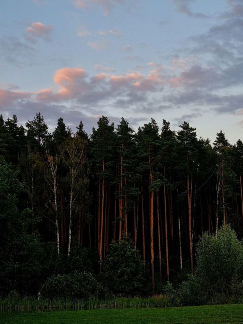 🌳 Отличное место для прогулок: Мещерский..