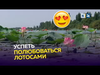 Лотосы сейчас вовсю цветут на Кубани. Посмотреть на красивые цветы можно в 9-ти местах, а 5 из них бесплатны..