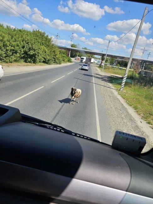 🐏 Ничего необычного, просто по дорогам Дзержинска бегает рогатый.  ..