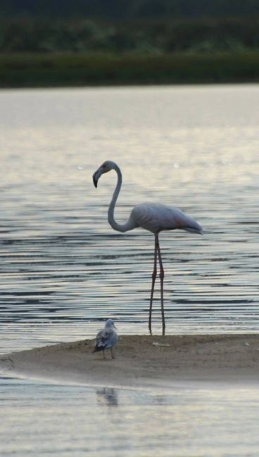 Фламинго в Нижегородской области?  Бывает и такое, причем не только в зоопарке. Вот такой красавец спокойно..