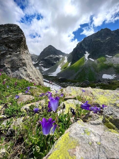 Лето 🪻🌼🌺🌸🥀  Свежесть и прохлада Альпийский лугов в горах Кавказа.  📸Фотограф Артём..