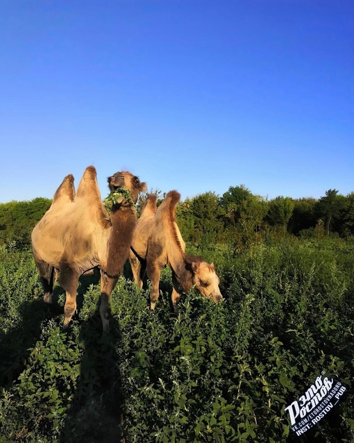 🐫Пара верблюдов на вольном выпасе в Ростовской..