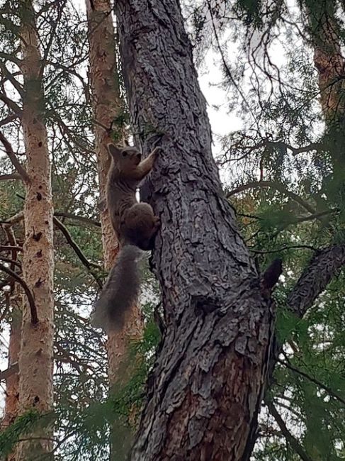 Белка из парка рядом с ЮУрГУ. 
Фото: ТГ-канал "ЮУрГУ..