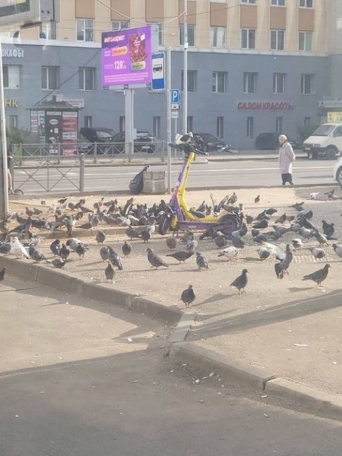 Голуби пытались угнать самокаты у станции метро..