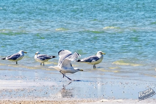 💙 Глафировская коса, Азовское море. Это настоящий рай. И всего часах в трех езды от Ростова!  📍Координаты:..