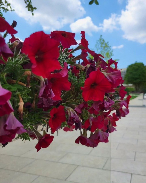 Доброе утро, друзья! 🌼🌸🌞  Фото..