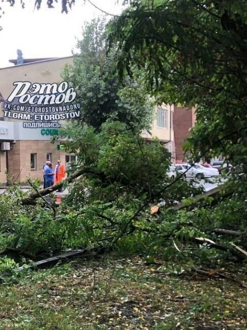 🌳В Беломорском переулке дерево рухнуло на провода и завалило столб.  🫡П.С. Спасибо всем, кто присылает..