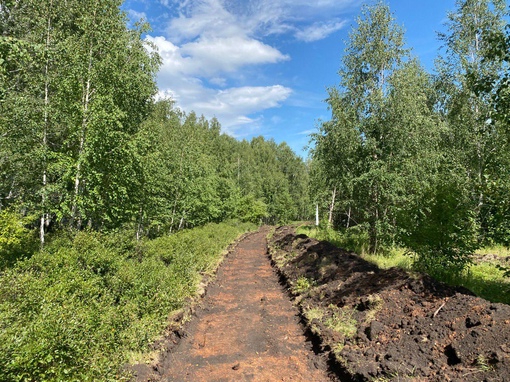 В Челябинске создают экотропу в зеленой зоне. Она будет иметь 3-километровый прогулочный маршрут...