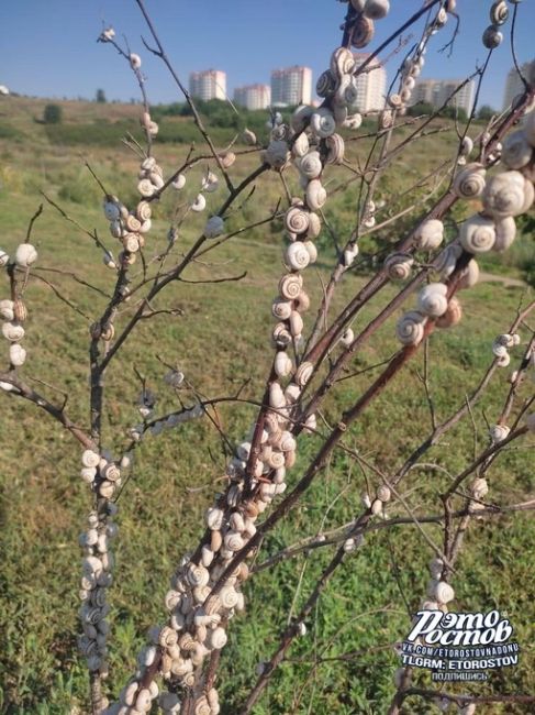 Со стороны можно подумать, что это верба, но нет, это нашествие улиток на Суворовском..