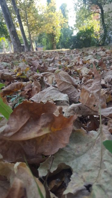 От жары опадают листья!
Первая половина августа, а уже осень 🍁🍂  Тургенева..