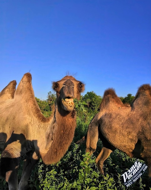 🐫Пара верблюдов на вольном выпасе в Ростовской..