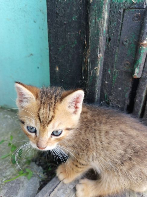 Сегодня, 8 августа,  отмечается Международный день кошек 🐈  Скидывайте в комментарии своих пушистых..