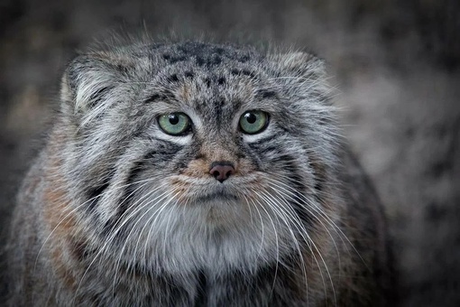 Сегодня, 8 августа,  отмечается Международный день кошек 🐈  Скидывайте в комментарии своих пушистых..