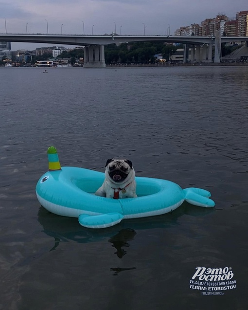 🐕 Собакенам тоже надо купаться. Левый..