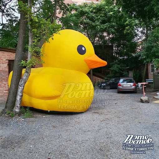 🐤 Огромная уточка поселилась в одном из дворов..