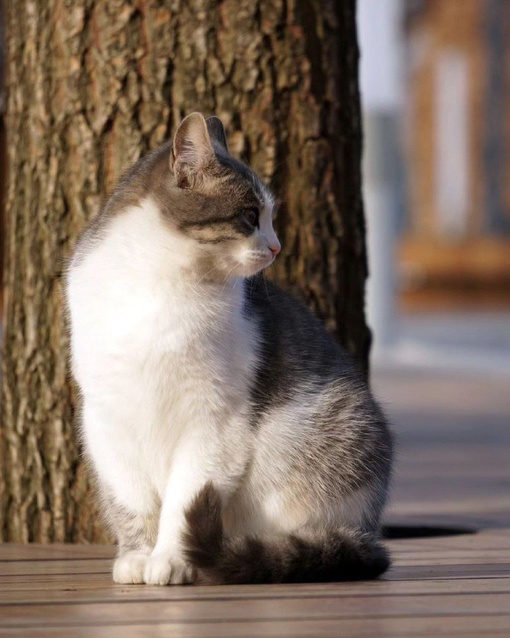 С всемирным днём кошек! 😻
Подборка котиков от dimaslobanov  Всемирный день кошек (World Cat Day) отмечается ежегодно  по..