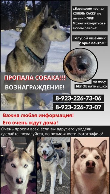 ПРОПАЛА СОБАКА 🐕  ВОЗНАГРАЖДЕНИЕ 40 000₽  ❗️Уже полгода разыскивается КОБЕЛЬ ХАСКИ НОРД ❗️
📣Просим помощи..