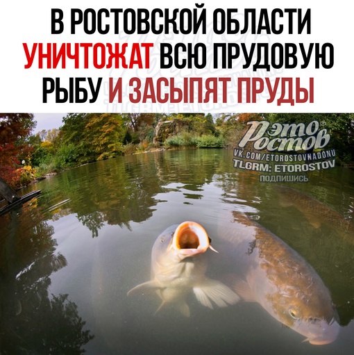 ⚡🐟 В Ростовской области уничтожат всю прудовую рыбу и засыпят пруды. Всё из-за чиновника, который не в..