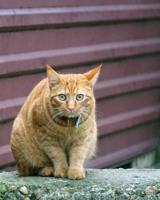 С всемирным днём кошек! 😻
Подборка котиков от dimaslobanov  Всемирный день кошек (World Cat Day) отмечается ежегодно  по..