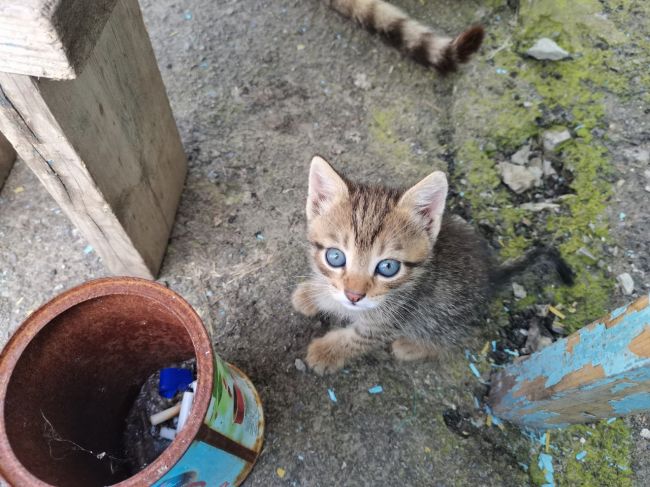 Сегодня, 8 августа,  отмечается Международный день кошек 🐈  Скидывайте в комментарии своих пушистых..