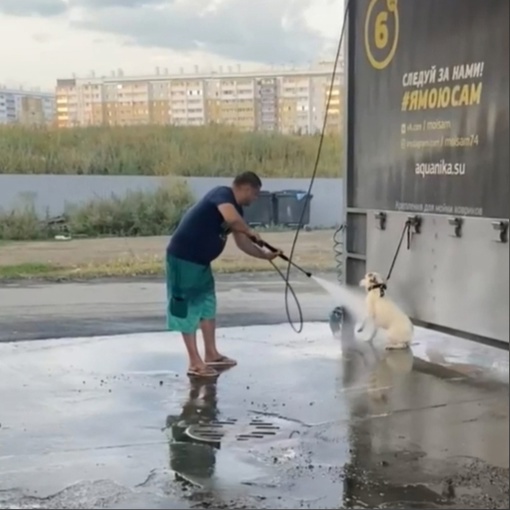 В Челябинске на одной из автомоек в микрорайоне Парковый мужчина помыл собаку  По словам очевидцев, собака..