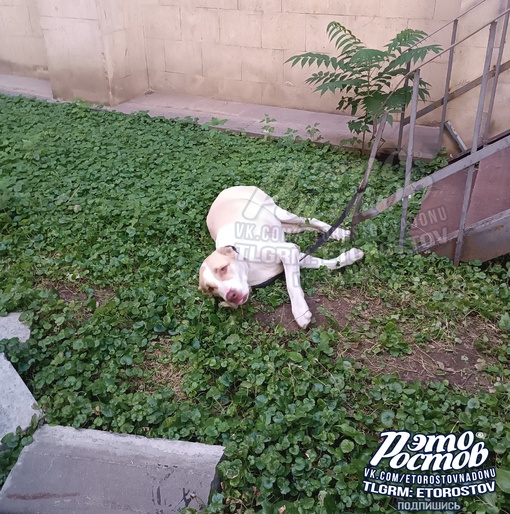 ⚠🐕 «На Пушкинской, 70, собака полдня была привязана к лестнице, никто не забирает. Дали воды, покормили..