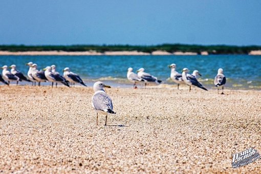 💙 Глафировская коса, Азовское море. Это настоящий рай. И всего часах в трех езды от Ростова!  📍Координаты:..