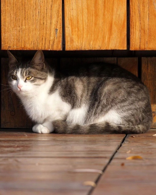 С всемирным днём кошек! 😻
Подборка котиков от dimaslobanov  Всемирный день кошек (World Cat Day) отмечается ежегодно  по..