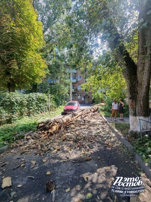 🌳⚠️На Симферопольской, 65 грохнулось трухлявое..