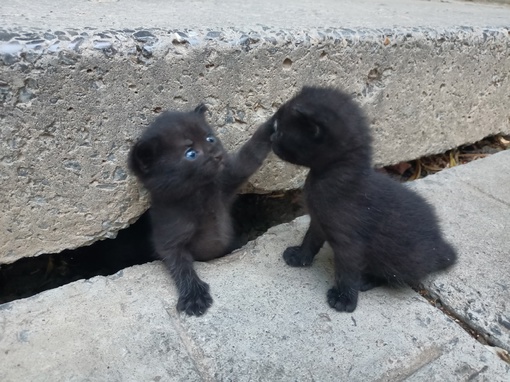 Сегодня, 8 августа,  отмечается Международный день кошек 🐈  Скидывайте в комментарии своих пушистых..