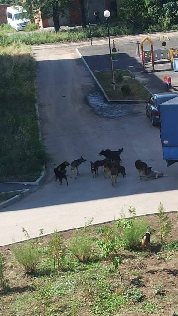 Жители Азова жалуются на стаю бродячих собак.  «Ходят стаей возле детских площадок, пугают детей с мамами...