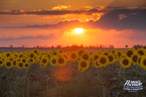 Донские подсолнухи..