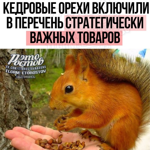 🐿 🌰 ️В Правительстве РФ включили кедровые орехи в перечень стратегически важных товаров.  📌 Теперь..