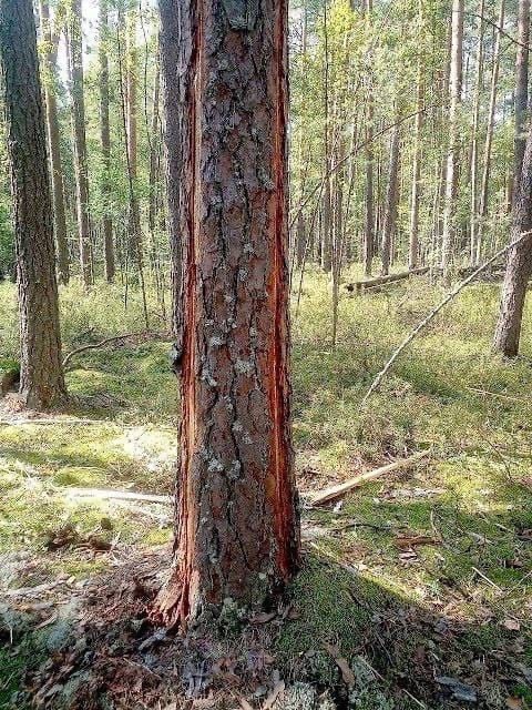 Сотрудники Керженского заповедника заметили сосну в которую ударила молния сразу с двух сторон.  Дерево..