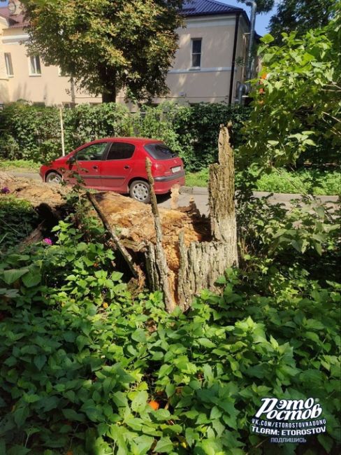 🌳⚠️На Симферопольской, 65 грохнулось трухлявое..