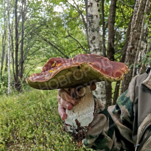 Вот такие грибы-гиганты нижегородцы находят в лесах после дождей 🍄  Одного такого грибочка хватит и с..