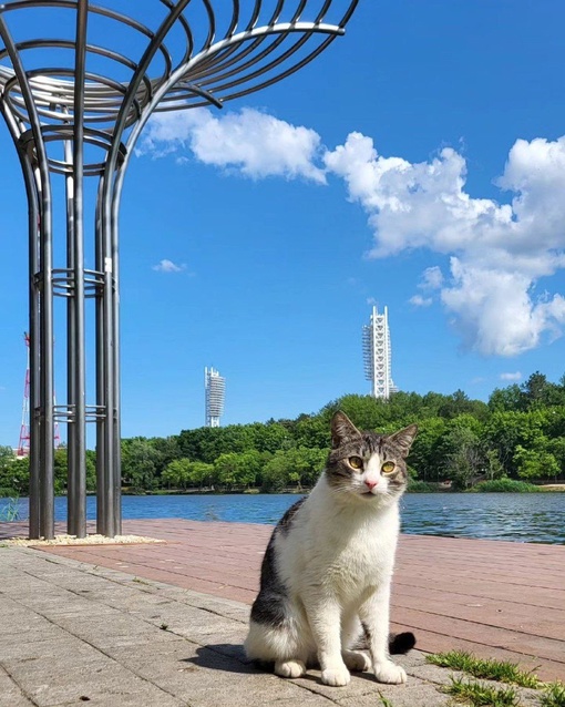 С всемирным днём кошек! 😻
Подборка котиков от dimaslobanov  Всемирный день кошек (World Cat Day) отмечается ежегодно  по..