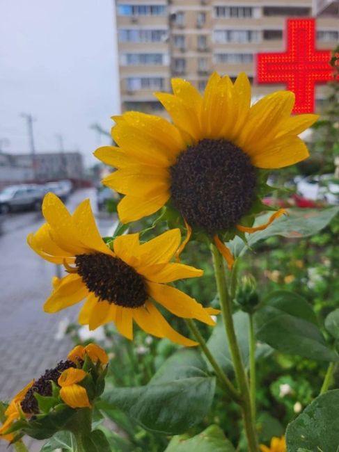 Осень врывается стремительно. Как вам сегодняшняя погода? Уже скучаете по..