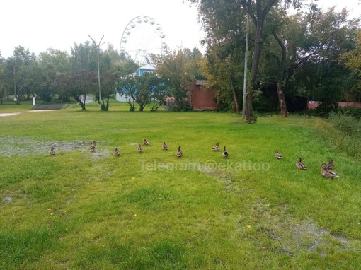 Уточки из парка Маяковского наслаждаются дождливой..