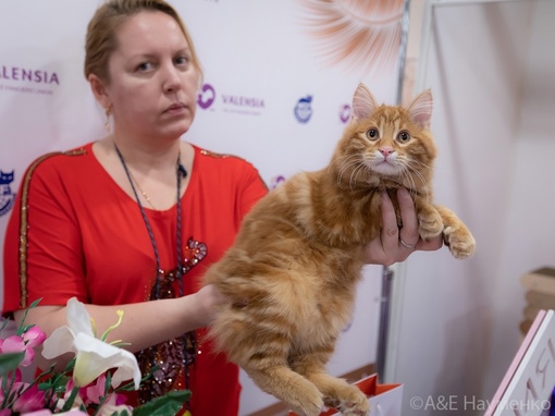 Уникальное событие в Москве! Вы сможете увидеть «Коралловое Шоу» кошек! 
Приходите 09-10 сентября 2023г. в..