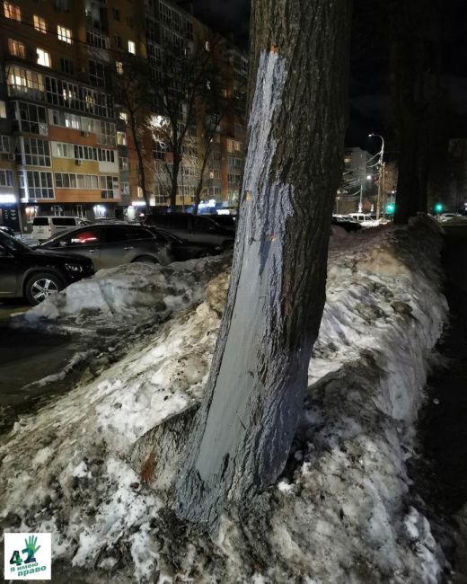 ❄🌳🚜  Полтора года назад при уборке снега на улице Генкиной рабочие повредили дерево.  Все стадии "лечения"..