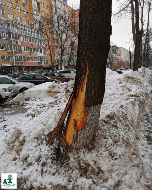 ❄🌳🚜  Полтора года назад при уборке снега на улице Генкиной рабочие повредили дерево.  Все стадии "лечения"..