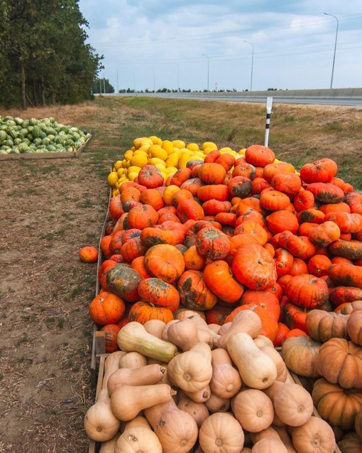 В Тамани сейчас всюду продают арбузы, дыни, тыкву и виноград. Как проехать мимо такой красоты?  Автор..