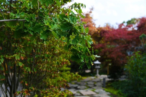 Дыхание осени в Японском саду ⛩️🌳🍁  Фото..